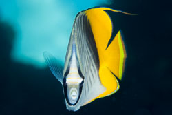 BD-131209-St-Johns-0999-Chaetodon-auriga.-Forsskål.-1775-[Threadfin-butterflyfish.-Flaggfisk].jpg